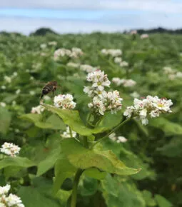 Champs de blé noir avec abeille sur un plant