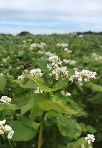 Champs de blé noir avec abeille sur un plant